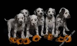 Purebred CKC Registered Dalmatian Puppies For Sale.
 
Puppies were born on October 4th, 2011.  They will be ready to go November 30th, 2011. Puppies are $950 (non-negotiable), plus shipping if needed. We are now taking deposits.
We currently have 3