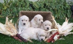 Family Raised Golden Retriever Puppies!
Where Experience Matters... quality, health, and temperament
are top priorities in our breeding program.
 
We currently have an awesome litter with some male puppies looking for their new forever homes yet.  These