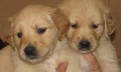 CKC Registered Golden Retriever Puppies.
 
The name of our Kennel is Tomiskaways Kennels
and we have been breeding Quality Goldens for over 40 years.
 
Puppies Ready for their forever homes..Have your puppy home and trained for Christmas.....We have a few