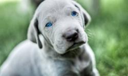 Here at Simplicity Weimaraners, we strive to produce healthy and well socialized dogs. All of our dogs have been health tested and they meet our high levels of quality.
All of our pups are sold on limited registration with the CKC and a 2 year limited