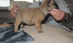 I have one male black masked fawn puppy from champion parents who are fully health tested.  This boy is georgeous he has a big head and short body and he is a delight i can guarantee you that this boy will be pre-spoiled.  He will come with his shot's and