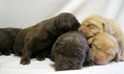 LabsBC - For a LIFETIME.
We have just had a litter of
9 Chocolate & 2 Champagne
We are not a kennel as we have our dogs living in our home with us. They are part of our daily lives, from car rides into town, play dates at the lake, and just lounging in