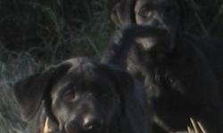 ?We have 2 very well bred ckc reg male black lab puppies for sale. They both have great temperment and comformation. They have been raised with kids, other dogs and cats. These pups are not hyper puppies they are very laid back and are always wanting to