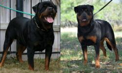 Big beautiful German rottweiler puppy she is  from imported parents with famous Champion and working Bloodlines. 
http://www.rottvonbrottweiler.com
 
Parents are health tested OFA'd 
Puppy has 3 shots,wormed, vet check and micro-chip prior to leaving us