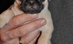 CKC REG. PUGS
BORN OCTOBER 21,2011 WILL BE READY TO GO DECEMBER 18TH. VERY HEALTHY , FAMILY RAISED. TWO SILVER/GRAY MALE AND ONE SILVER/GRAY FEMALE  AND ONE FEMALE VERY LIGHT FAWN.PUPPIES COME WITH 1ST SHOTS AND DEWORMING, VET HEALTH CHECK. SIX WEEKS FREE
