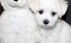 One little CKC registered (= purebred) Maltese baby boy is looking for his forever loving home. He is available for adoption after 12 weeks of age.
Both parents are CKC reg., champion bloodline dogs, and they are available to see. Father is 5.5 pounds,
