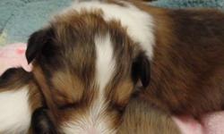 Amberlyn Shelties, PERM. REG. has CKC. Reg. Sheltie puppies.  Sable and White. Will be ready at 8 weeks of age. They come with health guarantee, 1st set of shots, microchip, 6 wks of health coverage.  You can visit my website. Amberlyn Shelties. Reg.