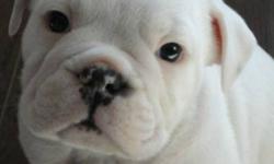 WHITE PUREBRED CKC REGISTERED ENGLISH BULL DOGS ALL MALES, WITH SHOTS, DEWORMED AND MICROCHIPPED..POTENTIAL SHOW DOGS, MOTHER ON SITE.  MUST GO ONLY 5 LEFT   FOR LOW PRICE