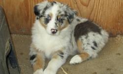 Two gorgeous female blue merle puppies are left and are ready to go their new homes.  They are micro-chipped, dewormed and have their first vaccinations.  Both parents are on site for viewing and have had their eyes and hips cleared.  Aussies are known