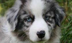 If you have been looking for an
Aussie friend
this is your chance to have it all.
The Best of the Best. 
We only have three puppies available. 
Deposits are now being accepted. 
Come and visit these
home raised puppies this weekend.Sire:  Robin's Magical