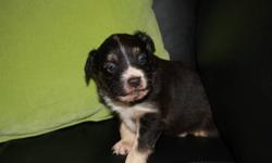 one red merle male
one black tri male
 
microchipped, puppy shots, and worming.
 
pets, non-breeding
 
working lines...
 
see http://www.spinoff-ent.com for more information
 
Call 780-992-1576