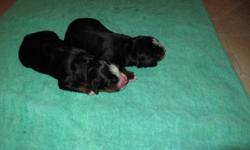 Milley had a cute litter of puppies on January 24th.  The puppies will be ready to go to their new homes on March 20th.  If you would like more information or would like to be added to our contact list, please visit our website.
