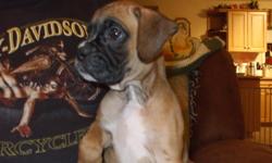 CKC REGISTERED BOXER PUPPIES ARE READY TO GO TO THEIR FOREVER HOMES
THEY ARE CKC REGISTERED TATTOOED  HAD THEIR 1ST SHOT BEEN DEWORMED . THEY HAVE BEEN RAISED IN THE HOUSE WITH OTHER DOGS CATS AND BIRDS THEY ARE VERY SOCIAL HAPPY HEALTHY PUPPIES. THEY