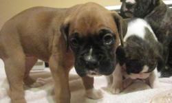 Pure Bred Registered Boxer Puppies available to forever homes.
 
Puppy application to be completed or phone interview to ensure compatibility with individual puppy and breed.
 
De-wormed, vaccinated, micro-chipped, one year health guarantee on congenital