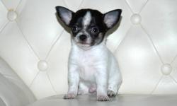 We have 2 lovely male chihuahuas available. They were borned on November 14, 2011 and they will be ready to go at the earliest January 11, 2012. Each puppy comes with CKC paper, 1 year health guarantee, microchipped and first shot. $100.00 deposit is