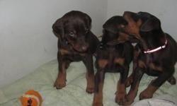 CKC limited registered Doberman puppies, red/tan, males and females available. Pups come dewormed several times, vet checked, first set of shots and micro-chipped. Sire and dam both have great temperaments and these puppies will be great family members,