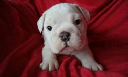 BIG BONED BREEDING ENGLISH BULLDOGS
Only 4 Puppies Left- Hurry Before They're Gone
 
English Bulldog puppies ready and waiting for happy and loving homes
9 boys and 1 girl
CKC (Canadian Kennel Club) registered, microchipped, shots, dewormed,    
6 week