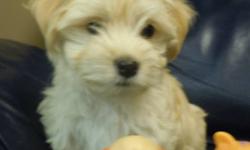 We are offering healthy, beautiful non shedding and hypo-allergenic Havanese puppies to loving homes.
 
Our puppies are Canadian Kennel Club registered, have their first shots, are micro-chipped for identification, dewormed and vet checked.
We offer a two