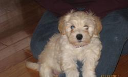 CKC reg'd Havanese puppies for sale!!!These handsome little boy is ready to go to his new homes now!!!! He is now 12 weeks old.
         
The havanese breed is a lovely little dog that will brighten your day with their joyfull and spunky little