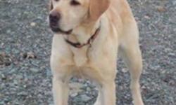 At Laurelwood Labradors our pups are raised underfoot in a family environment, and are bred for soundness, temperament and workability. Excellent working and confirmation lines. Both parents have full health clearances; hips. elbows, eyes and EIC. All