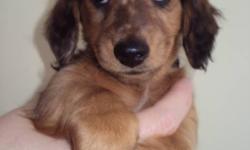 2 male and 1 female CKC registered miniature long haired dachshund puppies for sale. They are ready to go to their new homes today! Puppies are sold CKC registered, vet checked, microchipped, dewormed, first set of needles and socialized. Pups were born