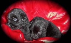 We at LALEEBEAN KENNELS have a beautiful litter of CKC Registered Newfoundland puppies.  Males and females are available. Sire is a black and dam is a Landseer.  Puppies are black with a very small amount of white on their chest.  Will come with first