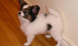 Please visit my web site  http://www.mawenpawpapillons.com for information and availability.