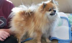 We have 1 CKC registered pomeranian he is a 3 year old sable unaltered male, he belongs to my daughter but with school activities and sports she no longer has time for him, he is kennel and house trained, comes with a bed and all accesssories. Asking