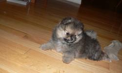 WE have 2 beaufitful Registered  Pomeranian puppies for sale.
The little girl is Black and Tan with 4 white socks. Date of birth July 21,2011 and the little boy is going to be an orange sable. Date of birth August 9,2011
Both have perfect health checks