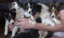 READY TO GO! TWO FEMALE TRI SHELTIE PUPS.
I have two female tri pups for sale. These pups will make great dogs. They are very socialized around our family and other dogs. The pups will grow to be about 13" to 15" tall. and weigh about 20lbs.
All of the