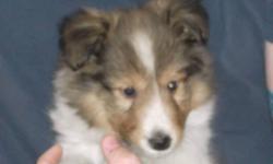 CKC Registered Sheltie Puppies!! Now ready for their forever homes!  Perfect X-Mas Gift for the whole family...
We have 2 sables (1 male/1 female). Parents are on site.
Raised with love right in our living room.  Used to children, other dogs and cats too!