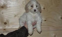 6 male, 1 female, (fourth picture), Cockapoo puppies for sale. These adorable little pups are well socialized, our children really enjoy playing with them, and helping care for them. Excellent, out-going temperaments.  Both parents on site. Have had their
