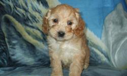 COCKAPOO PUPPIES
Mom is a gorgeous Cocker Spaniel, dad a handsome Mini Poodle
4 girls and 1 boy available now from cream to apricot colours
Friendly and people oriented breed that is energetic, fun loving and affectionate
They are intelligent and eager to