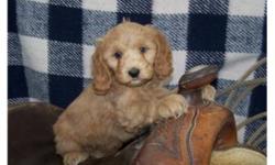 Super family dogs! True Cockapoo puppies, mom is a smaller buff Cocker Spaniel and dad is red toy poodle. Excellent temperament, great with kids!
Two male puppies and one Female puppy available; have 2nd vaccinations and are dewormed. Delivery can be