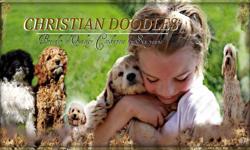 ChristianDoodles.com
 
 
Ready to go !!Last picture shown is sable. 1 female and 2 males
Breeder of Quality healthy happy cockapoos for 6  plus years. Many returned customers.
Excellent references including vets.
"ChristianDoodles.com" Our puppies come