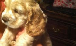 Hi I Am a sweet sweet natured 7 week old male cocker spaniel for sale. My MOm and Dad are very good natured dogs too. Besides my boyish charm and good looks I am very smart I am already keeping my kennel dry and I am able to go up and down the stairs
By