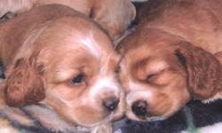 Cute little cockerspaniel puppies!
 Born and raised in the house with us.
 
Super cute and playful..
Great family dogs, easy to teach to do tricks.
Will be paper trained.
 
Both parents are pure Cocker spaniel..Love to fetch and play.
They're our house