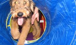 Hi, my name is Shags.  I'm a 5 mos old Airedale Terrier and full of life.  I'm a good boy n'all but mommy & daddy think that we should get another dog so that I have a playmate.  We've got a skookem set up here with a doggy door leading to a big