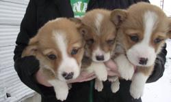 Three male corgi puppies for sale. Have first shots. Mother and Father on site.
Incredibly cute and cuddly.
Call if interested. 1-519-765-4771