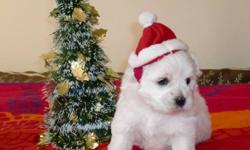 Coton De Tulear Puppies
$1500 (AKC Registered)
Coton de Tulears are very friendly and have great personalities, each one so unique in their own way. The puppies will be raise in a home with other dogs and are well socialized. They are perfect for families