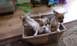 Hi, I have cute little chihuahua puppies for sale. Mom and dad are both short coat chihuahuas and live in our home. Mom weighs about 6 pounds and dad weighs about 5 pounds. These puppies will be ready to go to a new home in one week. Please call or email