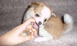 tiny little POMCHI PUPPIES READY FOR THEIR NEW HOMES, ASKING $480.  2 FEMALE PUPPIES LEFT. VERY SWEET LITTLE PUPPIES, VERY PLAYFULL & THEY ALSO LOVE TO SNUGGLE. 1 Long haired puppy, 1 short haired puppy. MOTHER IS IN LAST PICTURE. Mother is pomeranian,