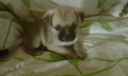 Hi I got 2 little cute playful puggles had there shots ready to go<<< the questions i been asked is how tall they will be im thinking about a foot or less the mothers  a pretty short PUG <<<< looking to get $500 or best offer emil me ill try get to u soon