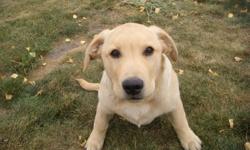 2 and a half month old Yellow Lab. Great puppy for kids and families.All shots are up to date, Sammy comes with feeding dishes, 2 kennels, 1 of which is good for travelling, puppy toys, and two play pens. He is looking for a nice place to call home!
