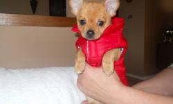 Hi Everyone,
I was born about 8 weeks ago to chihuaha parents. I am looking for a home that will love me and take good care of me. My brother was still born so I am pretty lucky to be alive and boy do I show it! I move around a lot and love my milk (if