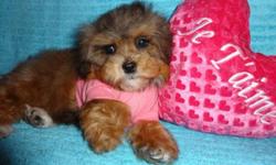 Toy morkie female, dewormed, first set of shots, vet checked, non-shedding and hyporallergenic, ready to go now!, she will be fully grown 6-7lbs, heath guarantee included, for more info:647-839-6804. :)