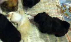 6 puppies for sale, 5 females and 1 male. the mom is a black shih tzu x and just under 10 pounds and the dad is a red toy pom at under 5 pounds. both these dogs are great with children have a very good temperment and are easily trainable. We have one
