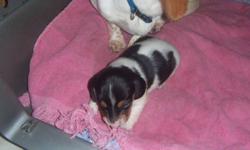 miniature smooth dachshund puppy,male,black and white piebald,very pretty coulourd,he is going to have his first shot and dewormed,he is ready to go in January,for more info. call 1-780-581-0207