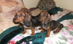 We have 3 purebred Dachshund puppies  left from a litter of 7 (2 girls, 1 boy). They are vet checked, de-wormed and have had first and second shots.
Mom and Dad are shown, Mom was first generation from Germany with papers, and Dad is registered with the