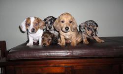 THESE HOME RAISE PUPPIES WILL BE READY TO GO IN THEIR NEW HOMES IN A FEW WEEKS( FEB.10). THEY ARE PEE PEE TRAINED AND SLEEP FROM 10PM TO 8AM! WE HAVE 4 FEMALES 1 LONG HAIR DARK BROWN,,,2 SILVER DAPPLES ,,,, 1 CREME DAPPLE,,, AND 1 MALE PIEBALD(PURE WHITE